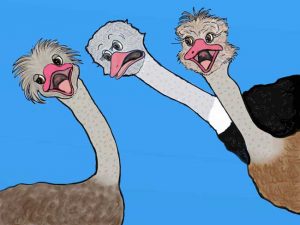 Three of the ostriches