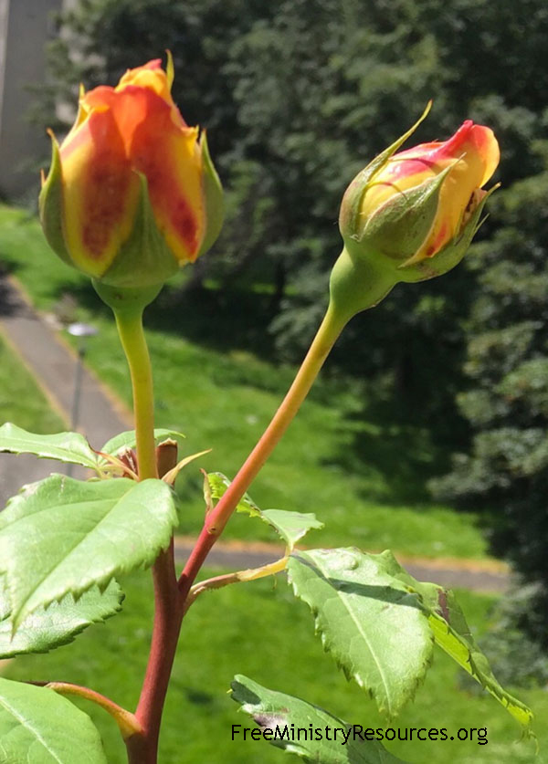 Golden Celebration rose in bud and streaked with red