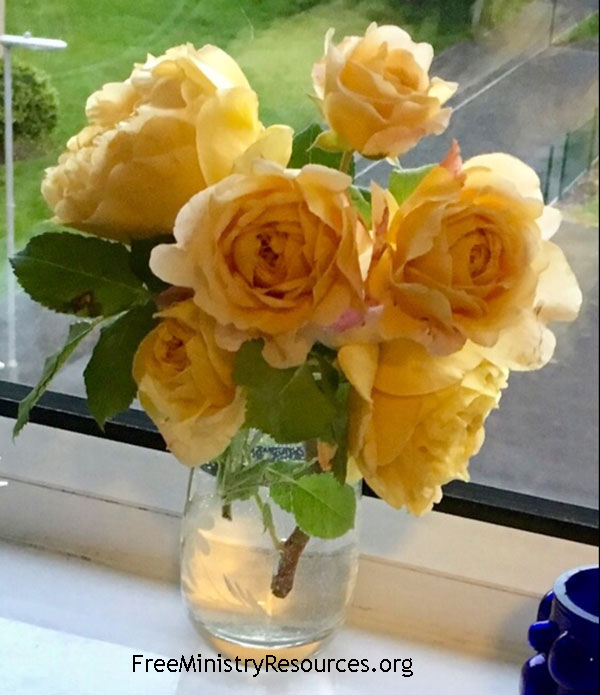 A bunch of Golden Celebration roses in full bloom
