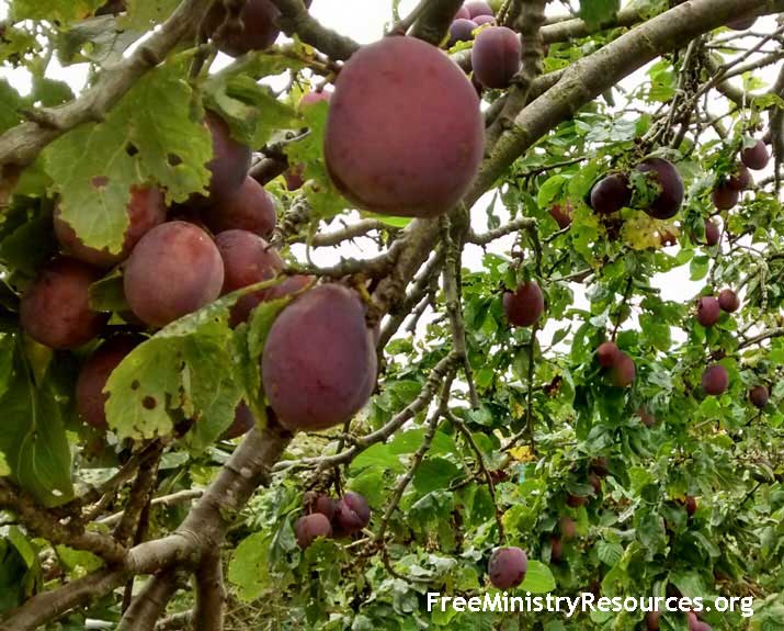 Plums ripening on a tree