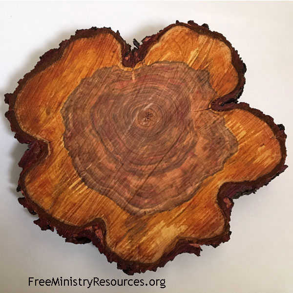 Slice of a tree trunk showing rings like a rose