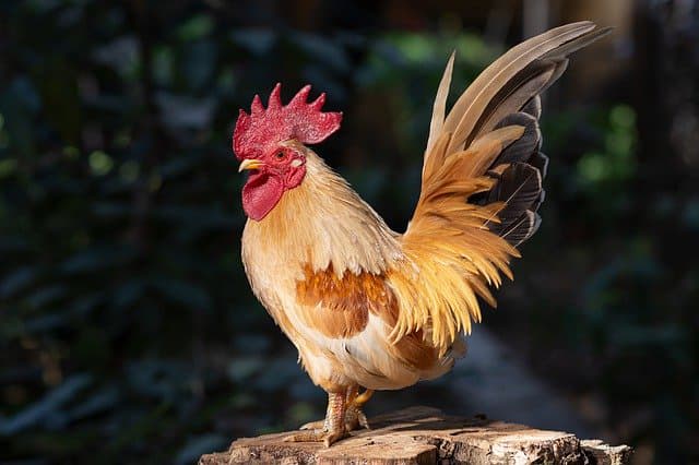 A cockerel stands proudly